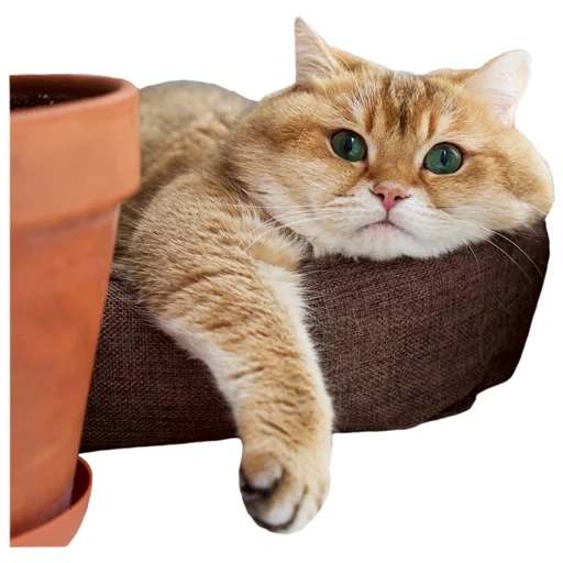 cats, cat étoilé, chat de pont, chinchilla britannique hoshiko