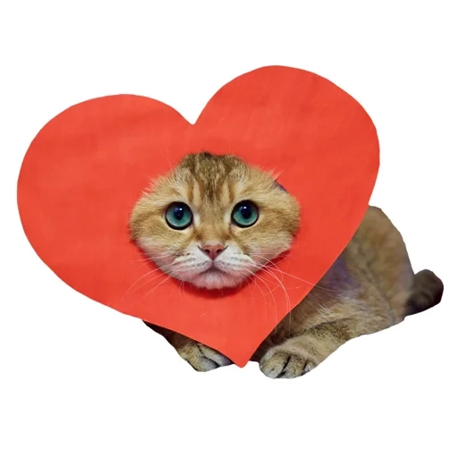 gatto, san valentino