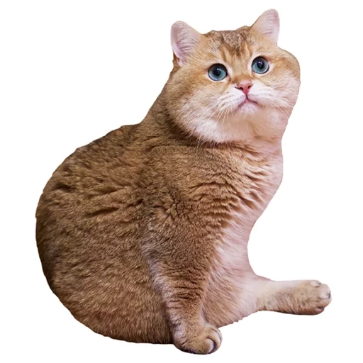 cat, scottish cat, the cat is the british red, scottish straight hosiko, british short haired cat