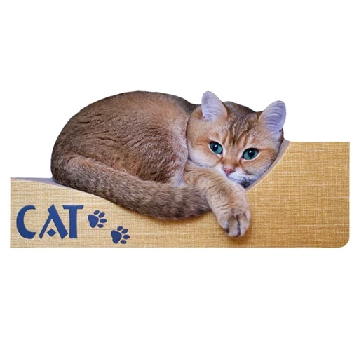 cat, kucing, kucing inggris, kucing golden totoro, totoro inggris