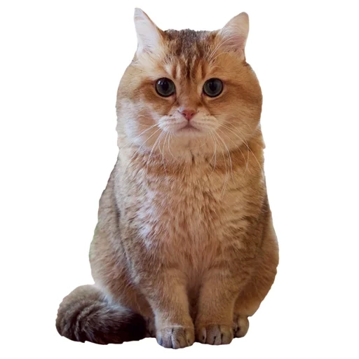 cat, cat without a background, a cat with a white background, golden chinchilla cat white, golden chinchilla british
