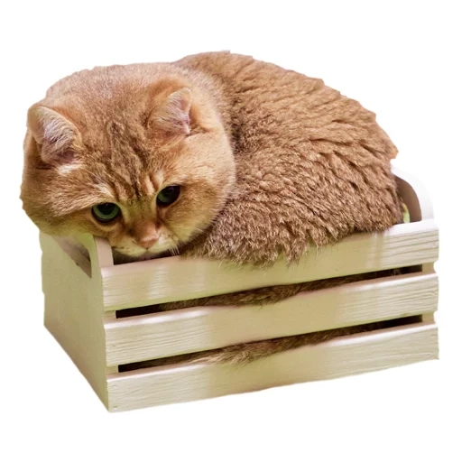 gatto, khosiko cat, cat box, scatola del gattino, cat box