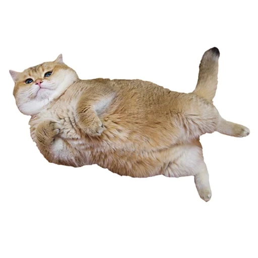 кошка, кот хосико, толстый кот, толстый рыжий кот, толстенький котик