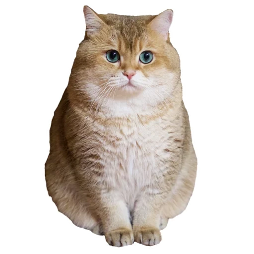 кот, милый толстый кот, британский котенок белом фоне, золотистая шиншилла британская