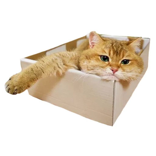gatto, gatto, gatto, cat fatto in casa, una scatola vuota kot