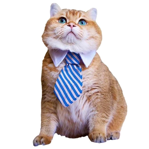 кот, кошка, кот бурбон, деловой кот