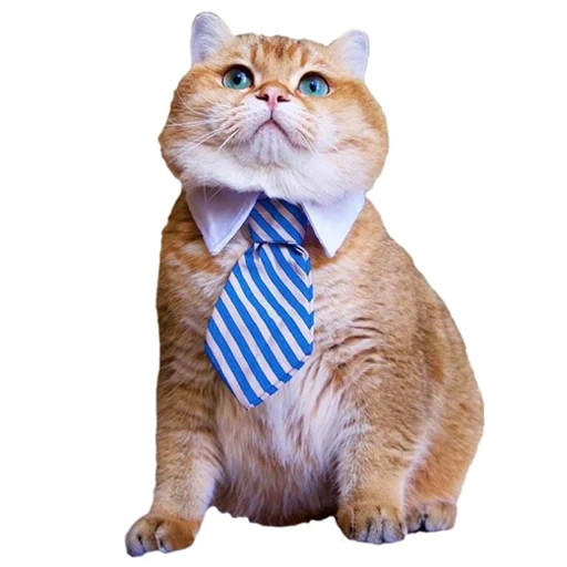 cats, cats, chat bourbon, business cat