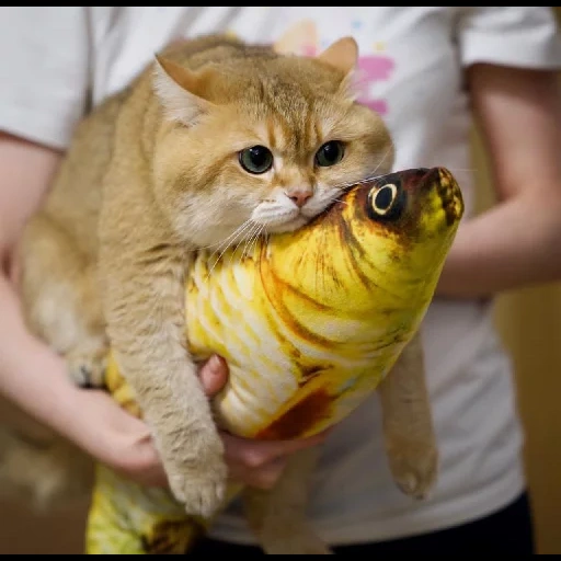 cat, fish and cat, fat cat, seals are ridiculous, cute cats are funny