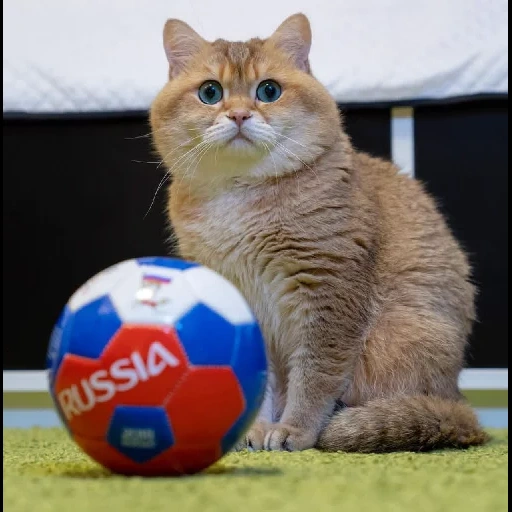 britische katze, schottisch gerade, britische katze, british chinchilla khosiko, britisch golden chinchilla