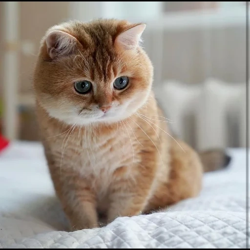 gato, gato, khosiko cat, chinchila britânica khosiko, chinchila dourada britânica