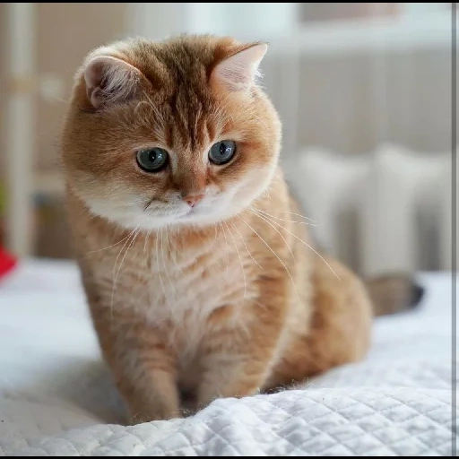 der kater, katze, khosiko cat, british chinchilla khosiko, britisch golden chinchilla