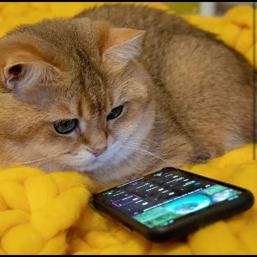 der kater, katze, khosiko cat, die katze ist traurig, die katze ist ein handy