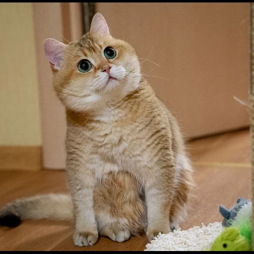 gato khosiko, hosiko heterosexual escocés, cat british chinchilla, chinchilla dorada británica, tabby de chinchilla dorada británica