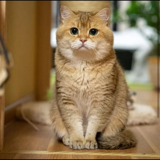 schottisch gerade, katze schottische straße, scottish straight hosiko, die schottische katze ist gerade, schottischer gerader goldener chinchilla