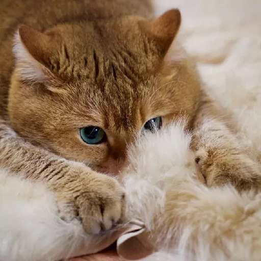 gato, gatos, gato anaranjado, gato khosiko, gato rojo