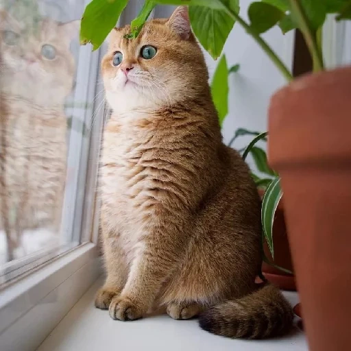 kucing hasiko, kucing khosiko, khosiko skotlandia, hosiko lurus skotlandia, british chinchilla khosiko