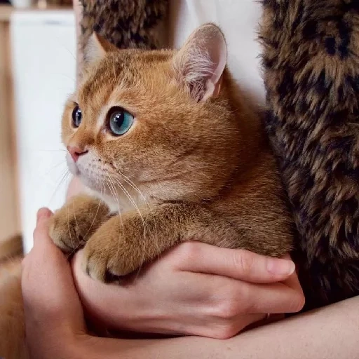 der kater, khosiko cat, khosiko katzenrasse, khosiko kätzchen ist klein, british chinchilla khosiko