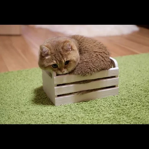 gato, gato, gato hasiko, gato khosiko, caja de gatito