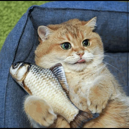 gatto, pesce e gatto, gatto divertente, animali carini, pesce gatto rosso