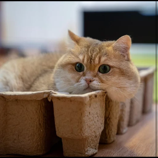 gatto, i gatti, cane di mare, gatto stella, seal con le guance