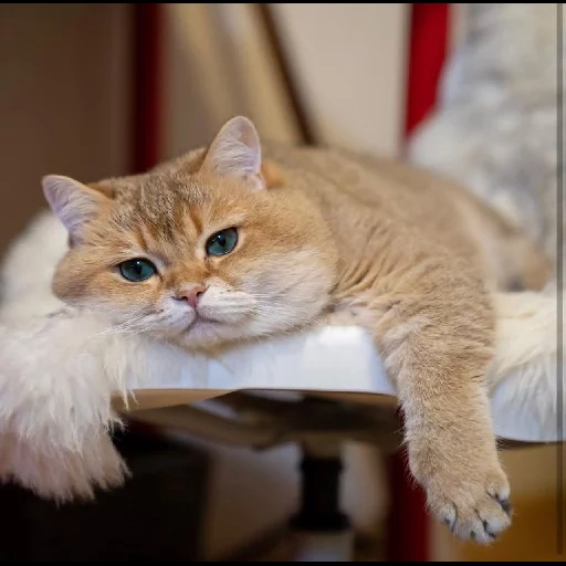 cat, cat, stellar cat, english chinchilla, british cat golden chinchilla