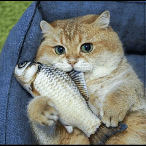кот, кот рыбой, кошка котенок, британская кошка, шотландская кошка