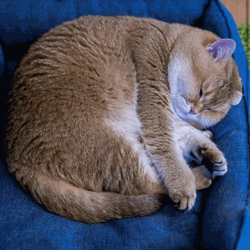 cats, cats, sleeping cat, félins, chat écossais
