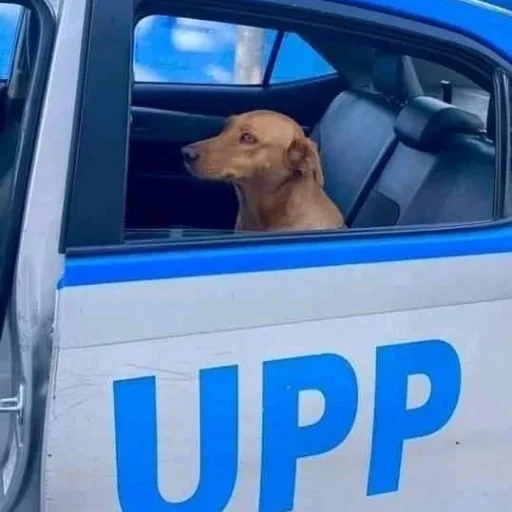 такса, police dog, на газ собаки, полицейская собака, джек рассел полицейский