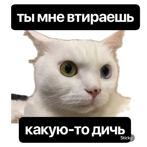 кот, котик, кошка, кошечка, серьезный белый кот