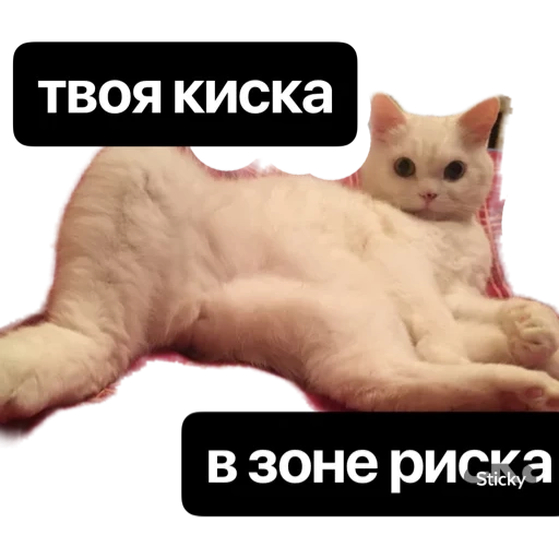 кот, cat, коты, кошки, котик