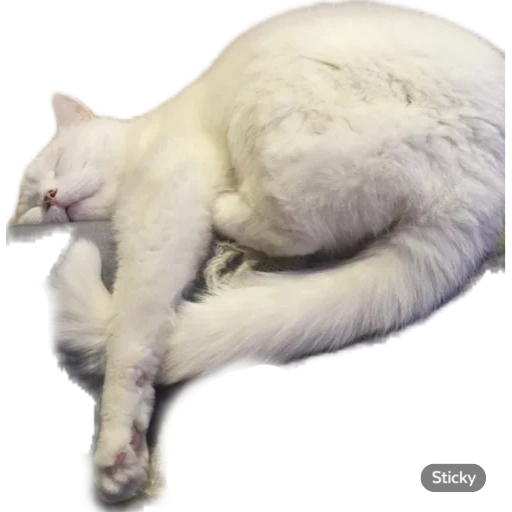 kucing, kucing, kucing, kucing putih, tidur kucing putih