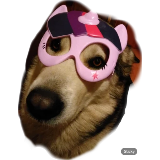 sabaka, dog, dog mask, funny dog, painted dog