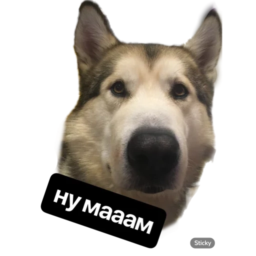 hesky, anjing, lycra dog, husky labrador, lycra siberia