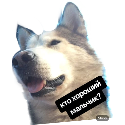 rauque, malamut, chien alaska malamut, race comme un chien hih, race de chien alaska malamut