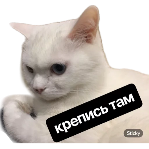 кот, кошка, кошечка, животные, белая бешеная кошка