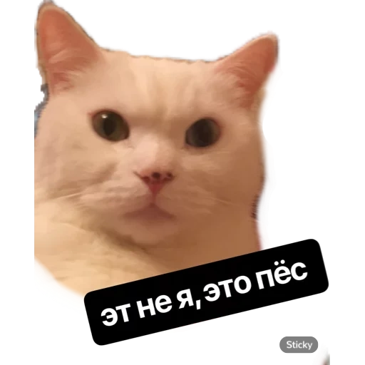 gatto, cat, un meme, divertente, gattino bianco