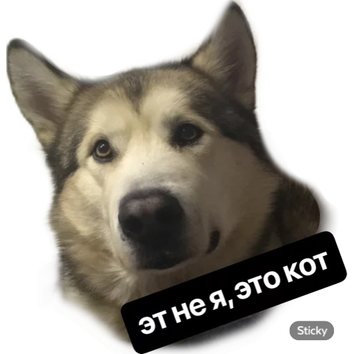 perra laika, perro laika, perro husky, me gusta de la raza de perros, husky siberiano occidental