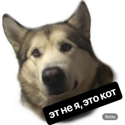 lycra anjing, lycra dog, anjing husky, anjing lycra, siberia barat husky