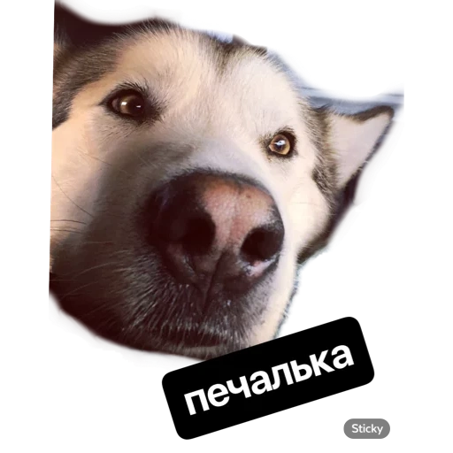 heskey, dog, husky muzzle, husky blue ap, husky dog