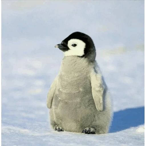 pinguin, pinguin, baby penguin, penguin kecil, poroto penguin