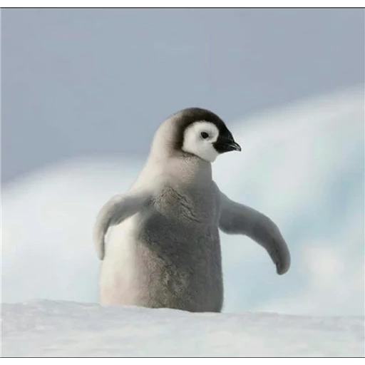 penguin, пингвин, пингвин милый, маленький пингвин, маленький пингвиненок