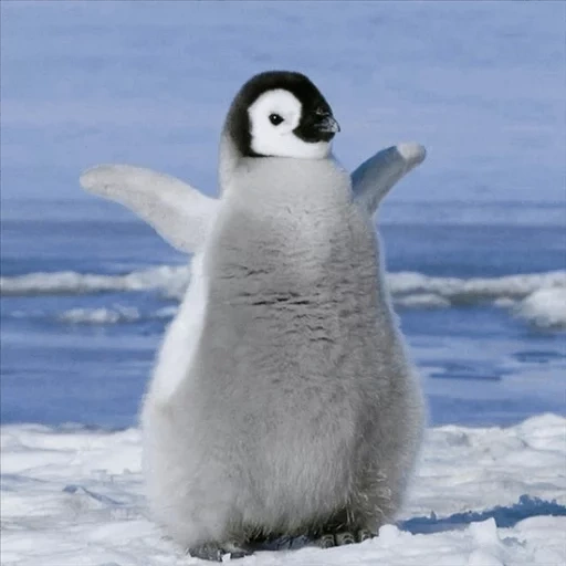penguin, пингвин, пингвин милый, пингвин маленький, пингвинёнок пороро