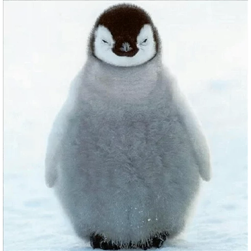 pinguino, pinguino, pinguino caro, penguin assonnato, il pinguino è piccolo
