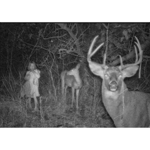 kegelapan, rusa menakutkan, beech yang mengerikan, foto hantu, 10 besar diambil oleh kamera