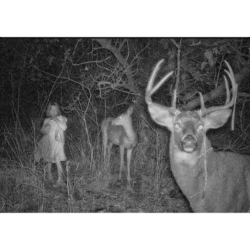 oscuridad, ciervo aterrador, terrible big, foto fantasma, los primeros 10 fueron filmados por la cámara