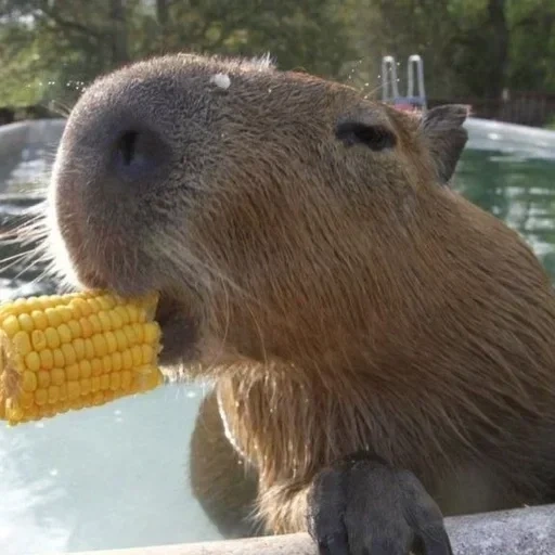 capybars, kapibara su di lei, pig kapibar, capibara fatto in casa, big pig kapibar