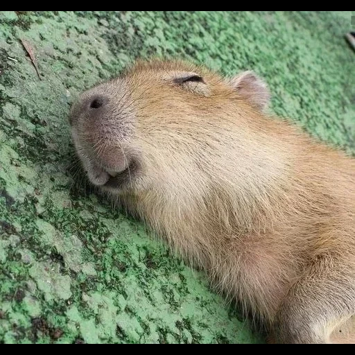 capybars, capybara douce, capybara est un animal, kapibara est un cochon d'inde, grand cobaye kapibara