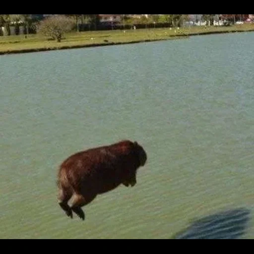 capybara, animaux, animal capybar, la race de porcs dur, capybara saute de l'eau