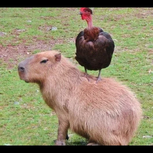 capibara, kapibara es un pollo, capybara con una manzana, capybars de casa, big hamster capybar