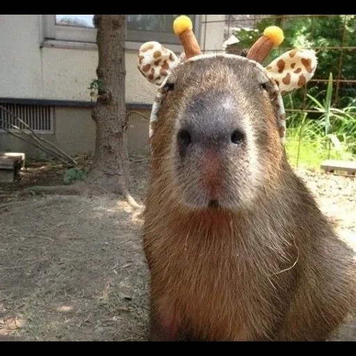 capybara, sushi capybara, tamara kapibar, kapibara hodent, kapibara tersenyum
